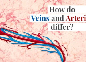 What is the difference between arteries and veins