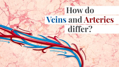 What is the difference between arteries and veins
