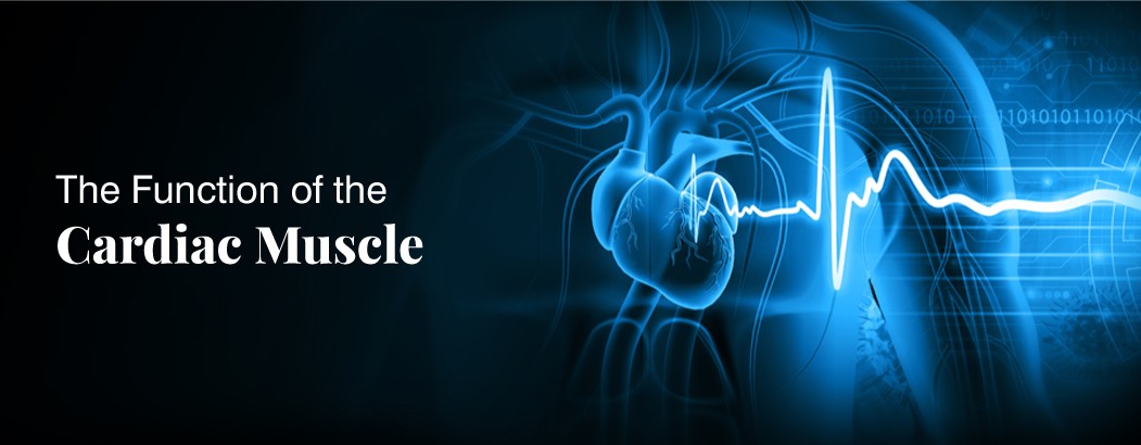 What is the Specific Function of the Cardiac Muscle?