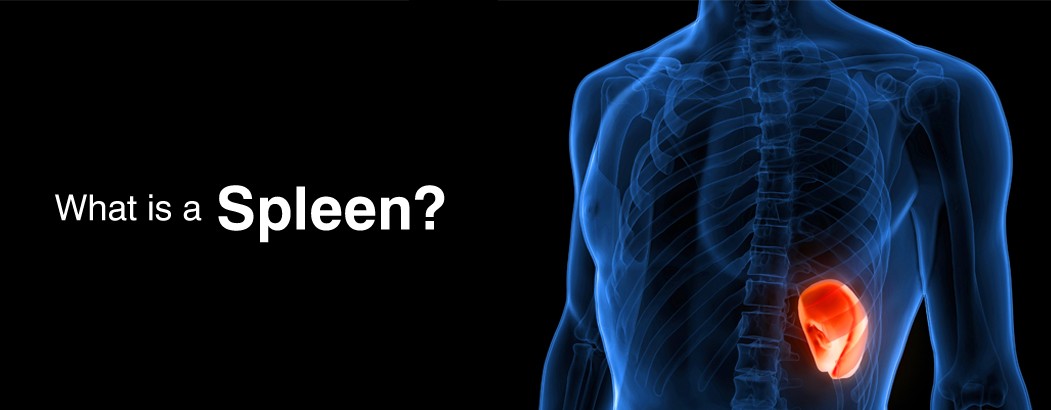 What is a Spleen?